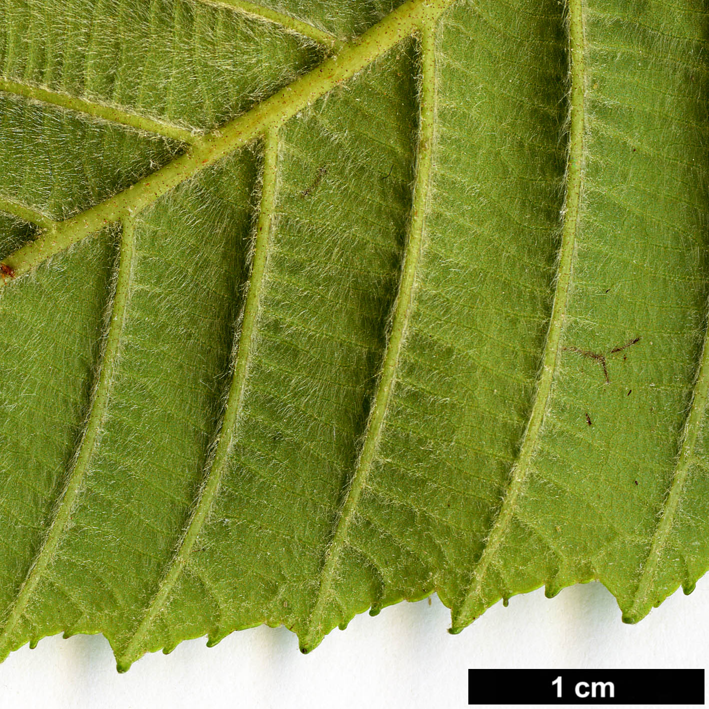 High resolution image: Family: Betulaceae - Genus: Alnus - Taxon: acuminata - SpeciesSub: subsp. arguta